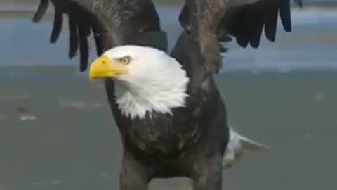 Eagle_Whatsapp_status_video