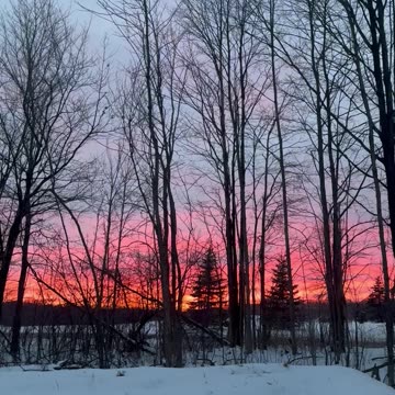 Saturday Sunset In The Woods