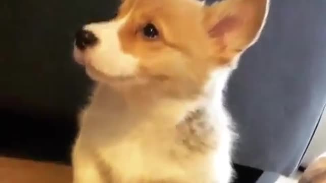 The History of Dogs in Under 11 Minutes