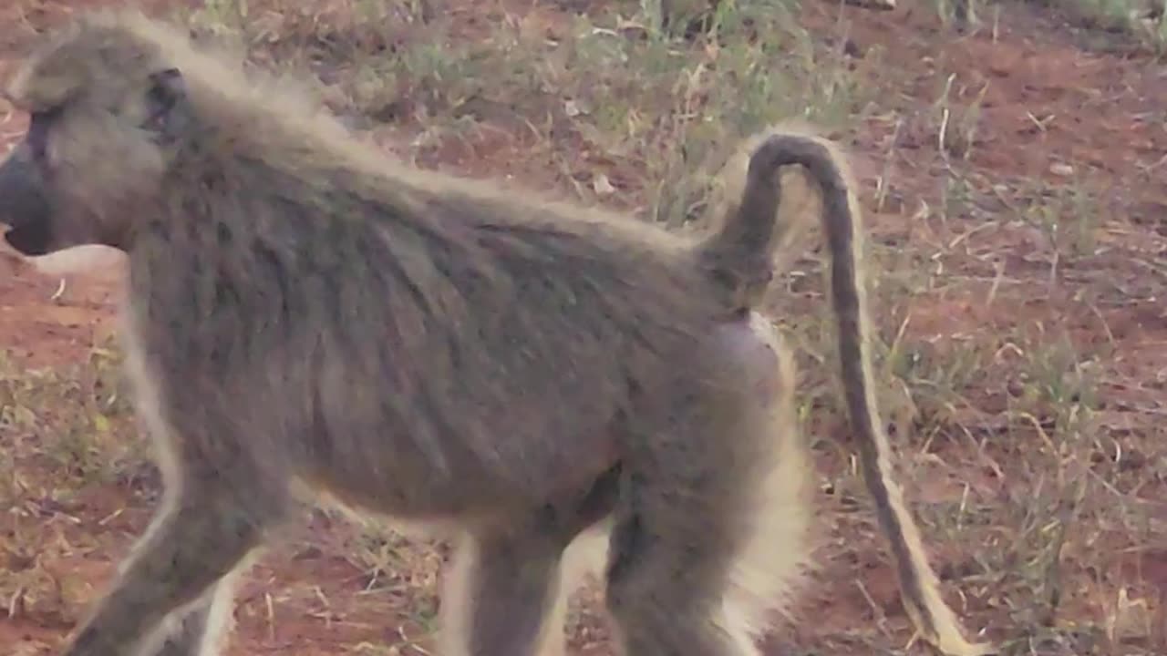 Baboon Bonanza: Unleashing Hilarious Antics Guaranteed to Leave You in Stitches!