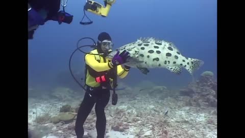 Groupers and Big Fish - Reef Life of the Andaman