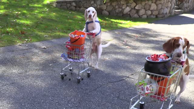 Dogs Steal Neighbor's Candy on Halloween Bad Dog Maymo & Friends Trick-or-Treat Prank!