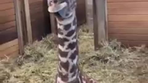Gif