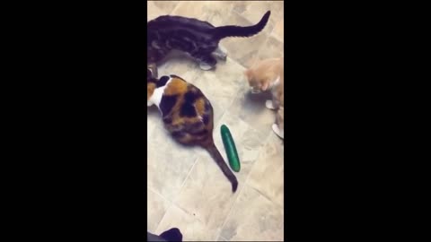 Funny cats/dogs - Funny animals Part71/Haypyy Pett