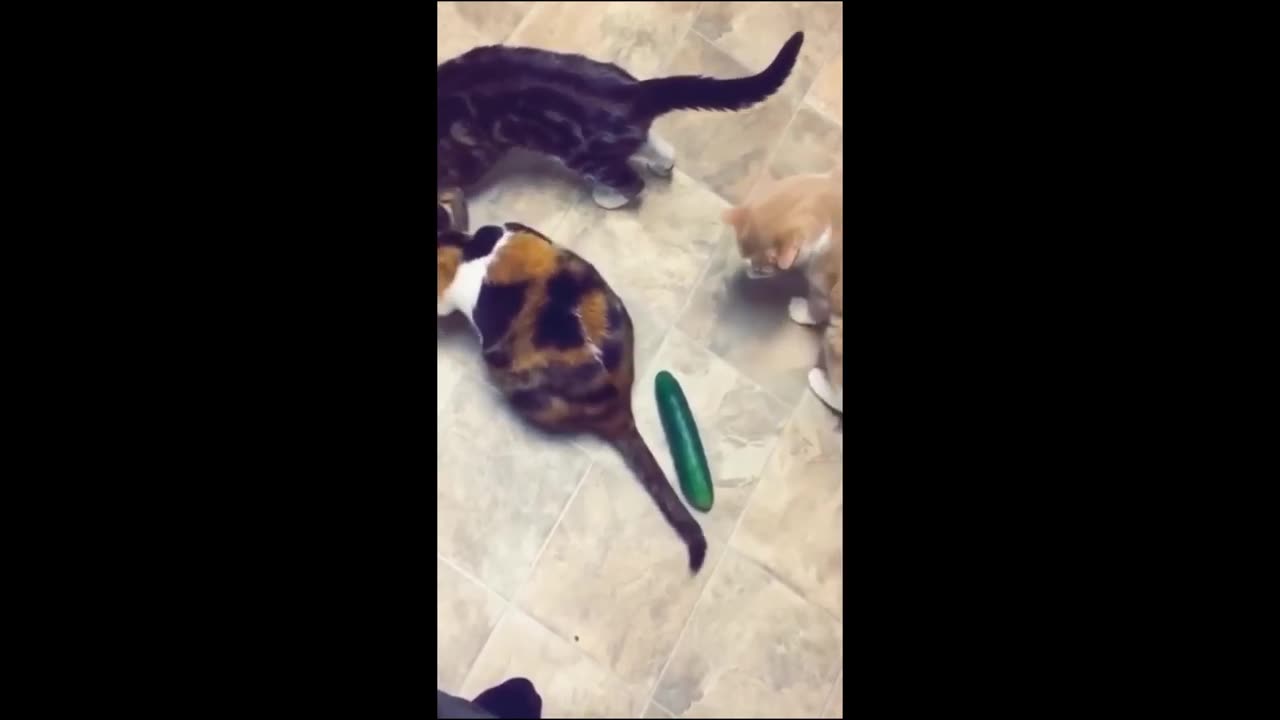 Funny cats/dogs - Funny animals Part71/Haypyy Pett
