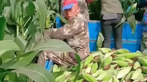 Harvest Is The Best Time Of The Year