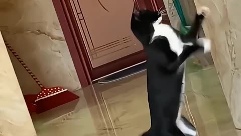 Funny cats, short, comedy, short, beutiful, cute, funny