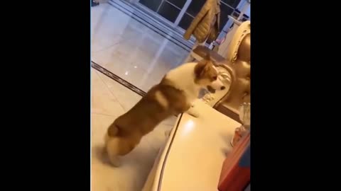 Funniest Animals