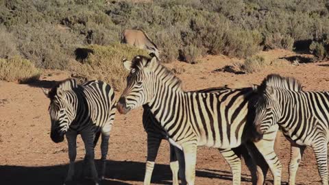 A Group Of Zebras In An Open Field