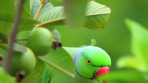 Lovely Parrott