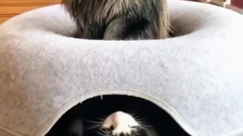 funny cat video😃😃😀