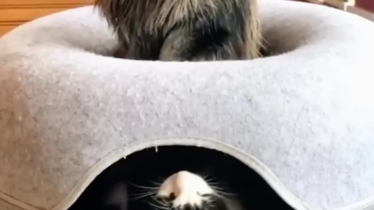 funny cat video😃😃😀