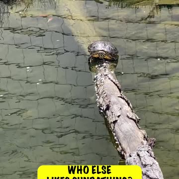 WHO ELSE IS LOOKING FORWARD TO SUNBATHING THIS WEEKEND? #explore