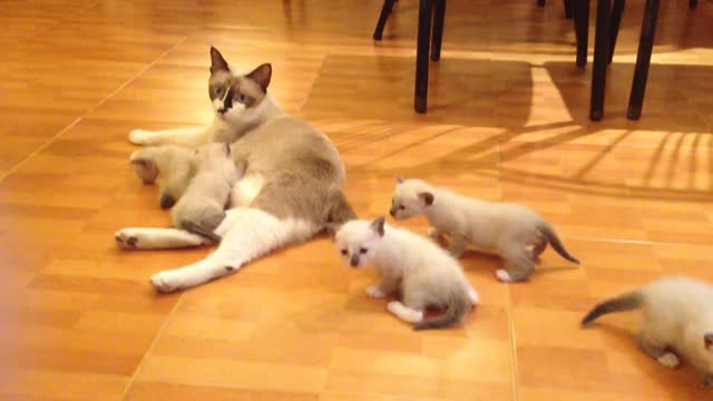 LITTLE CATTY'S SPENDING SOME MOMENTS WITH THEIR MOM