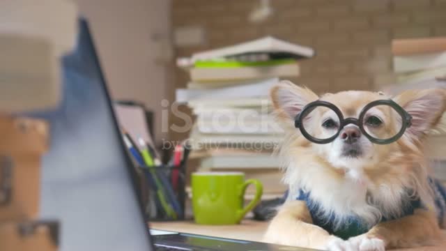 Super-smart Dog | The Dog with an IQ of 102