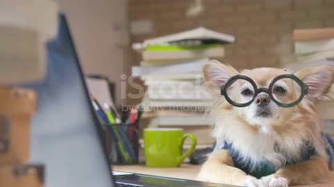 Super-smart Dog | The Dog with an IQ of 102