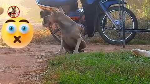 Dog and monkey prank