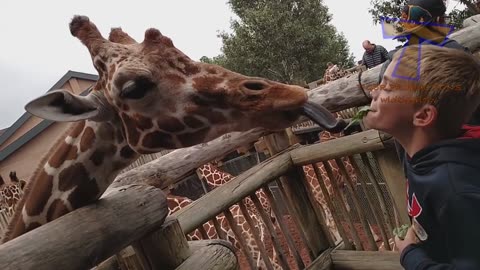 FORGET CATS! Funny KIDS vs ZOO ANIMALS are WAY FUNNIER! - TRY NOT TO LAUGH