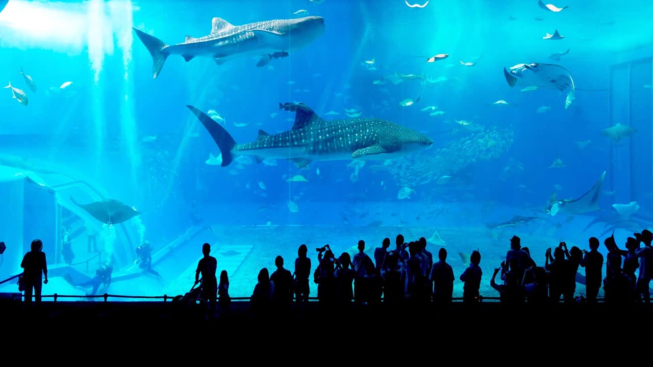 A Journey into Aquatic Bliss: Tranquil Ambience in an Aquarium.