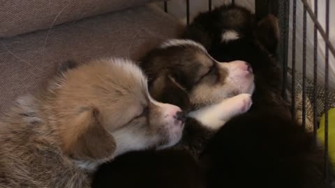 Cute Dogs Babysitting Dog And Baby Sleeping Together Compilation