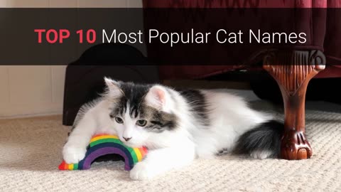 🐈 Cat Names – Top 10 Most Popular Cat Names In 2023!