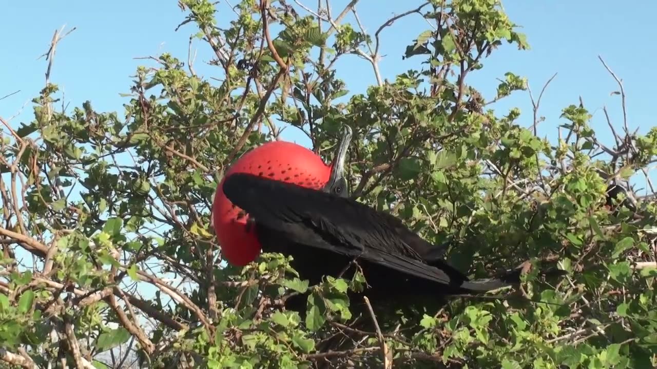 Magnificent frigatebird