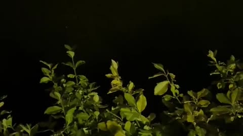 Catfish in urban pond
