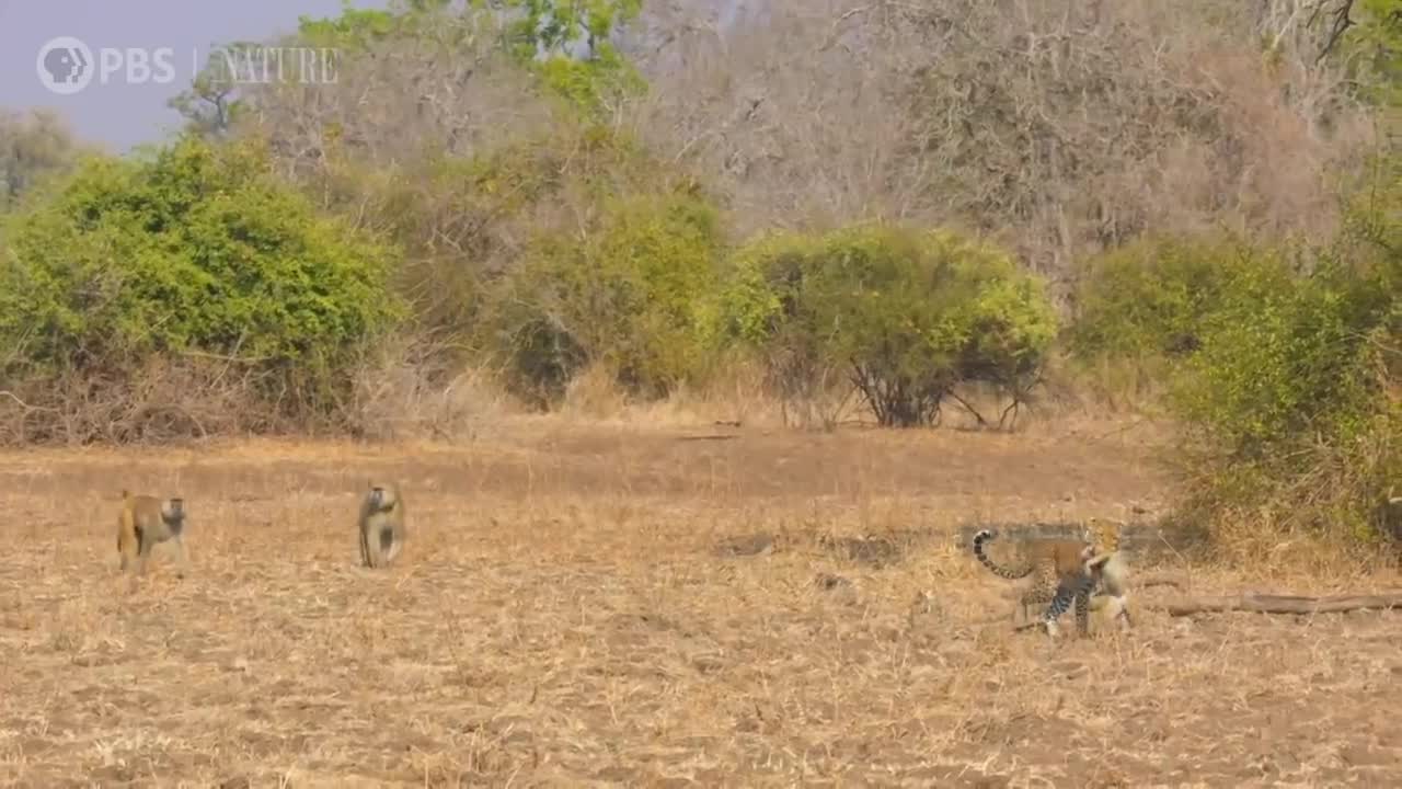 Leopard Hunts Baboon in Broad Daylight