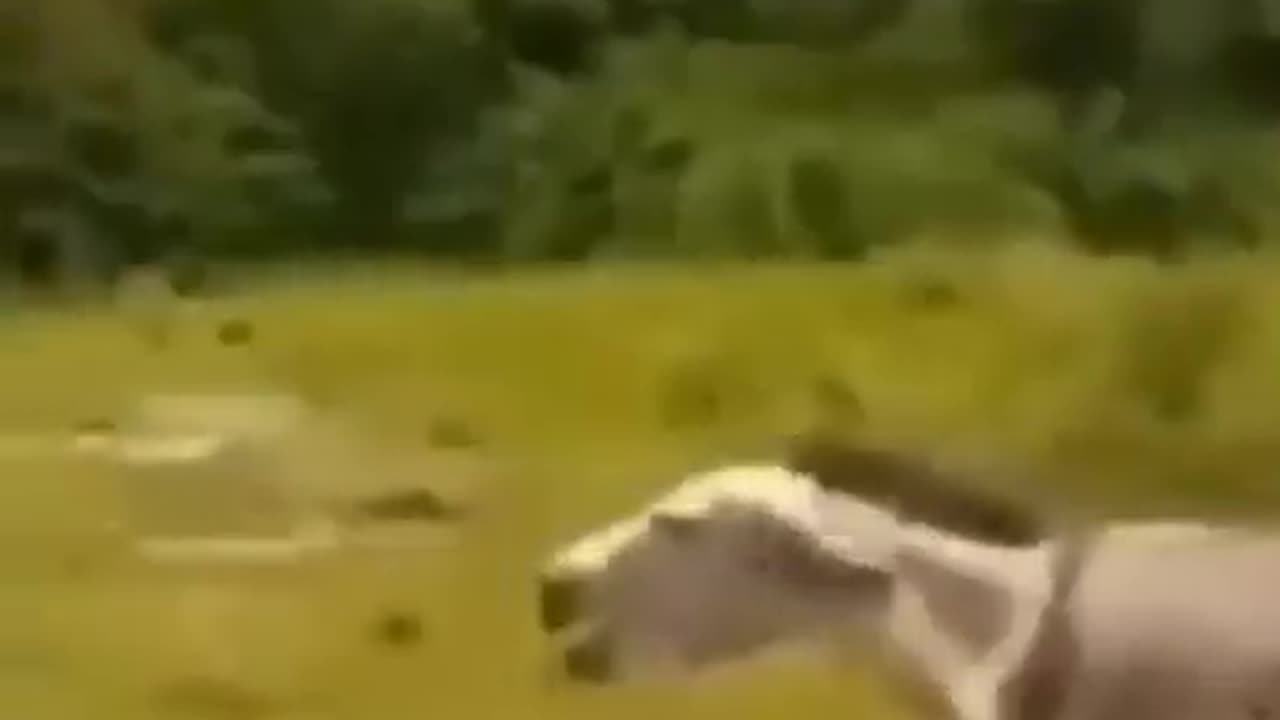 Donkey Kicked In The Junk