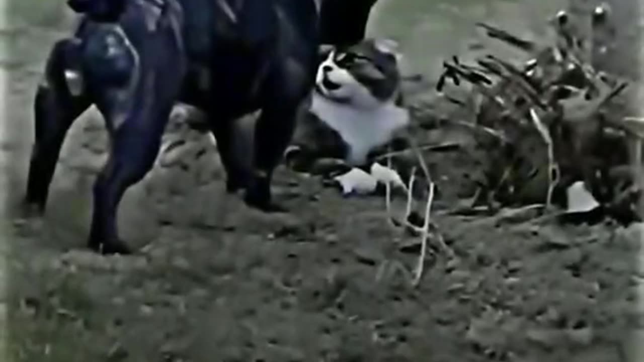 Funny Cat and Dog Best of 2023 Must Watch