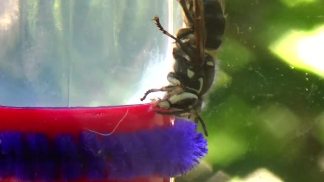 Bald-faced hornet