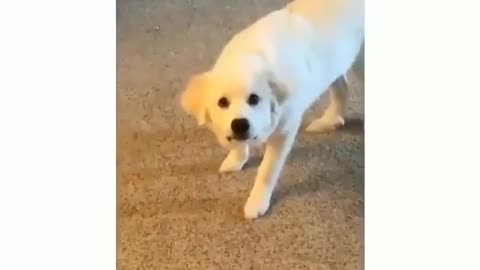 Funny dog video