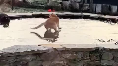 Best Funniest Videos 2022 😂 Cute Cats 🐱 and Funny Dogs 🐶
