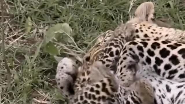 The clingy little leopard