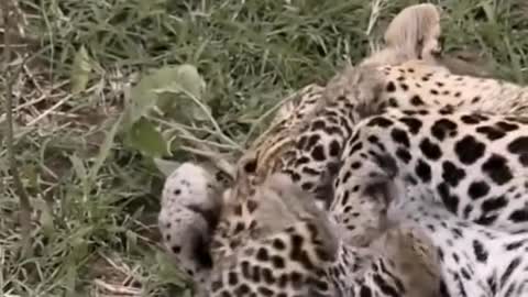 The clingy little leopard