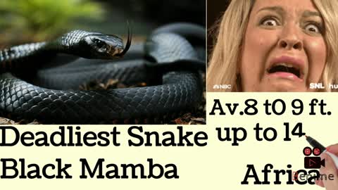 Blue, Green Black Mamba Video