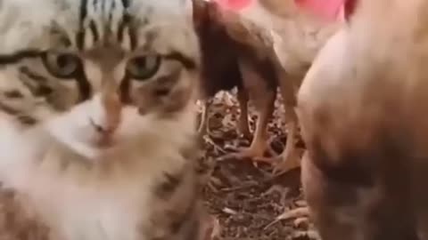 Cute and funny cats