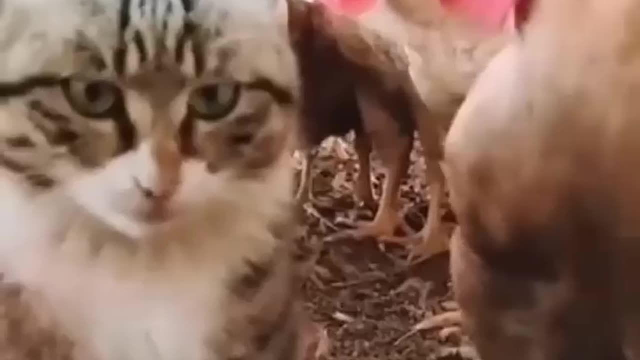 Cute and funny cats