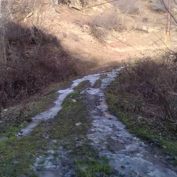 Дорога в лесу