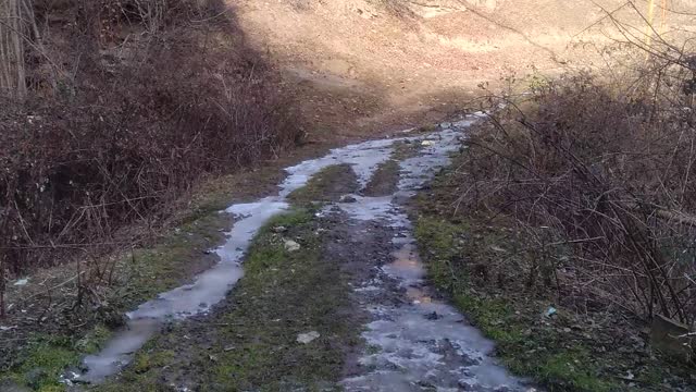 Дорога в лесу