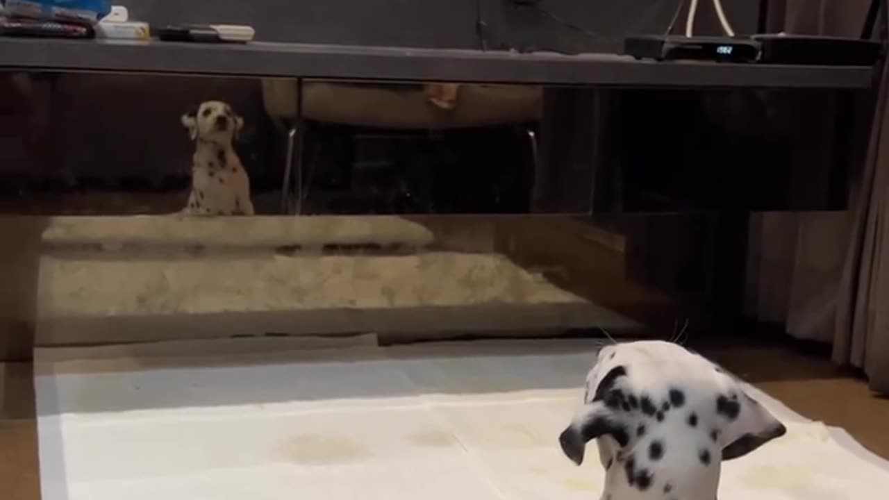 It's cute puppy