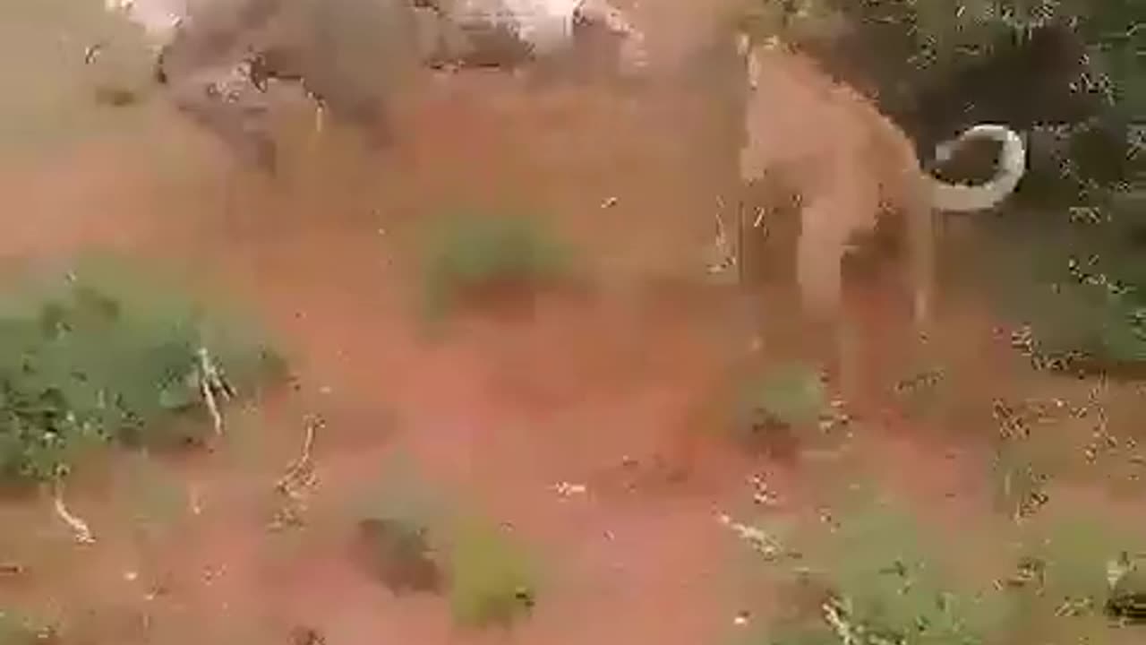Greyhounds kill a constrictor snake