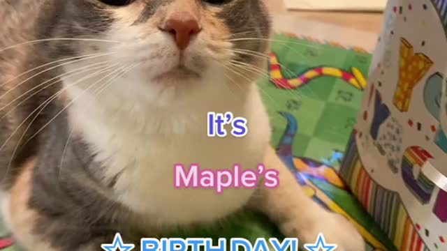 It'sMaple'sBIRTH DAY!