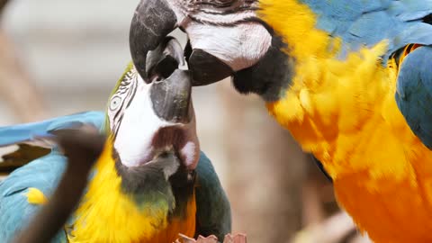 [Bird Parrot] Macaw Tropical Spring Bill Colorful