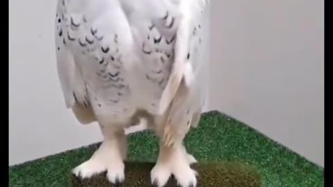 Funny moments of animals part 1/ animals compilation part 1