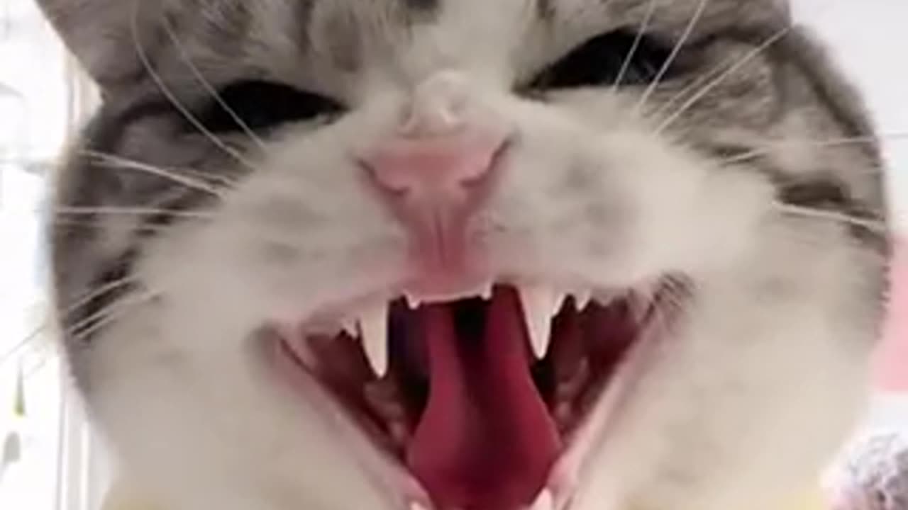 Amazing cat 🐈 viral video