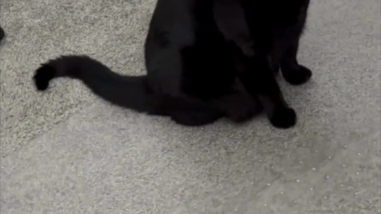 Adopting a Cat from a Shelter Vlog - Cute Precious Piper Decides What to Do at Work #shorts