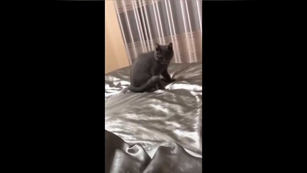 Funny cats |best compilation 😂