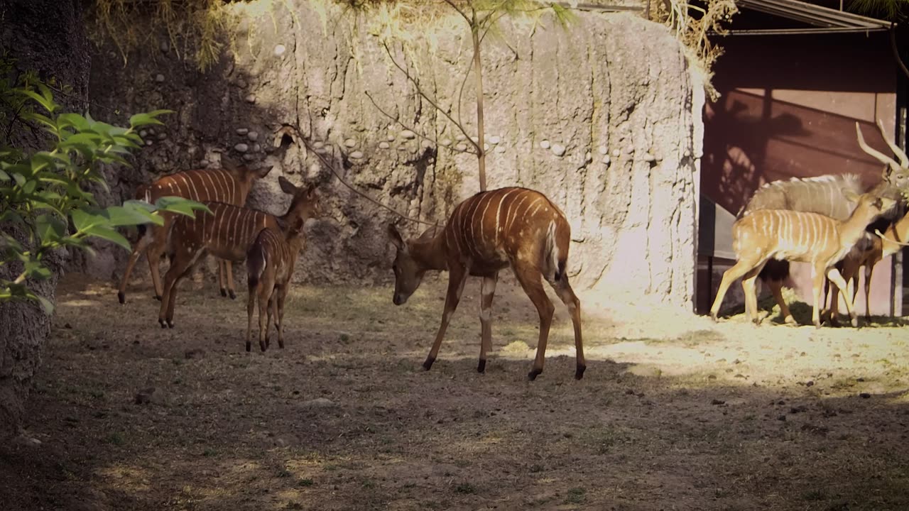 Nyala Deers