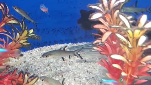 aquarium